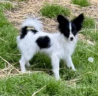 Freddy, a male Papillon for sale in Saint Joseph, MO – 3 of 10