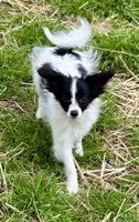 Freddy, a male Papillon for sale in Saint Joseph, MO – 8 of 10