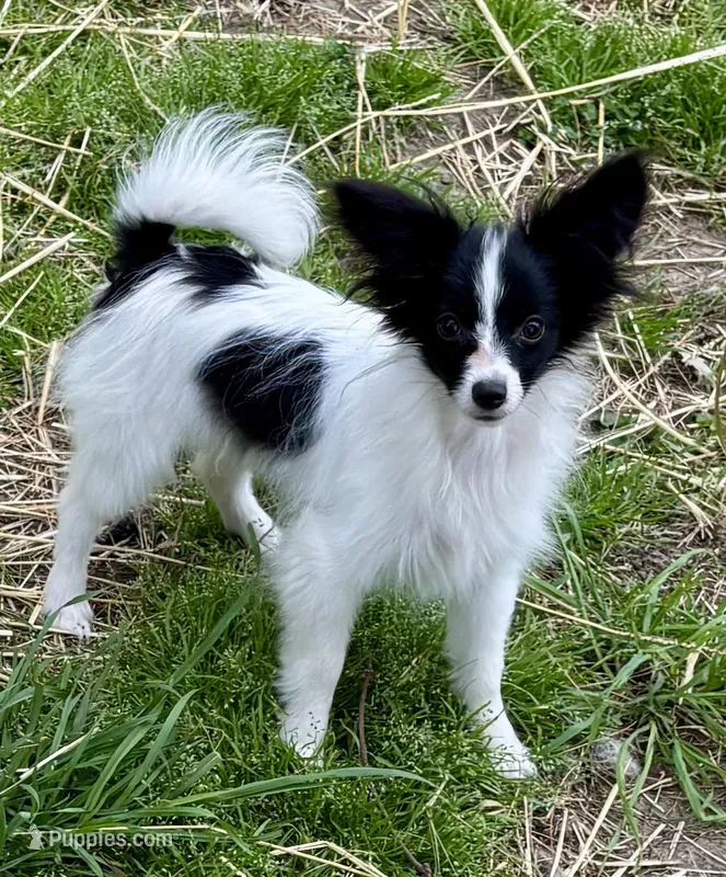 Freddy – Papillon puppy for sale in Saint Joseph, MO