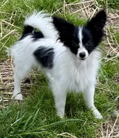 Freddy, a male Papillon for sale in Saint Joseph, MO – 7 of 10