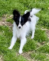 Freddy, a male Papillon for sale in Saint Joseph, MO – 4 of 10