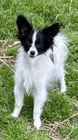 Freddy, a male Papillon for sale in Saint Joseph, MO – 2 of 10