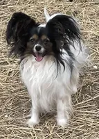 Freddy, a male Papillon for sale in Saint Joseph, MO – 9 of 10