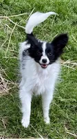 Freddy, a male Papillon for sale in Saint Joseph, MO – 6 of 10