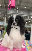 AKC SHOW BREEDER, a  Papillon for sale in Saint Joseph, MO – 10 of 10