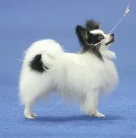 AKC SHOW BREEDER, a  Papillon for sale in Saint Joseph, MO – 5 of 10