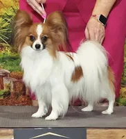 AKC SHOW BREEDER, a  Papillon for sale in Saint Joseph, MO – 6 of 10