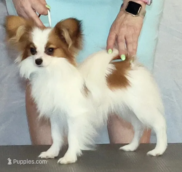 AKC SHOW BREEDER – Papillon puppy for sale in Saint Joseph, MO