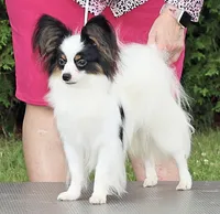AKC SHOW BREEDER, a  Papillon for sale in Saint Joseph, MO – 2 of 10