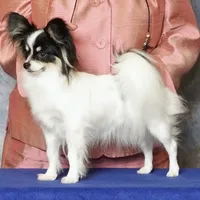 AKC SHOW BREEDER, a male Papillon for sale in Saint Joseph, MO – Photo 8 of 10