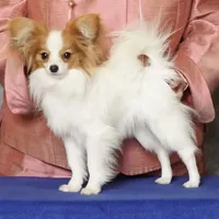 AKC SHOW BREEDER, a male Papillon for sale in Saint Joseph, MO – Photo 9 of 10