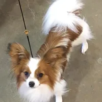 AKC SHOW BREEDER, a male Papillon for sale in Saint Joseph, MO – Photo 7 of 10