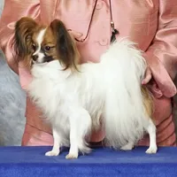 AKC SHOW BREEDER, a male Papillon for sale in Saint Joseph, MO – Photo 2 of 10