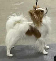 AKC SHOW BREEDER, a  Papillon for sale in Saint Joseph, MO – 4 of 10