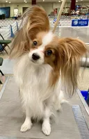 AKC SHOW BREEDER, a  Papillon for sale in Saint Joseph, MO – 9 of 10