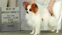 AKC SHOW BREEDER, a  Papillon for sale in Saint Joseph, MO – 3 of 10