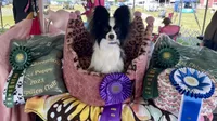 AKC SHOW BREEDER, a  Papillon for sale in Saint Joseph, MO – 8 of 10