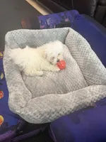 Suga, a female Maltese for sale in Brandon, FL – 2 of 5