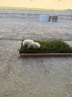 Suga, a female Maltese for sale in Brandon, FL – 3 of 5