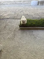Suga, a female Maltese for sale in Brandon, FL – 4 of 5