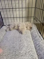 Suga, a female Maltese for sale in Brandon, FL – 5 of 5