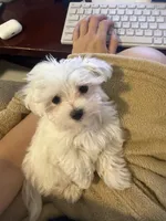 Suga, a female Maltese for sale in Brandon, FL – 1 of 5