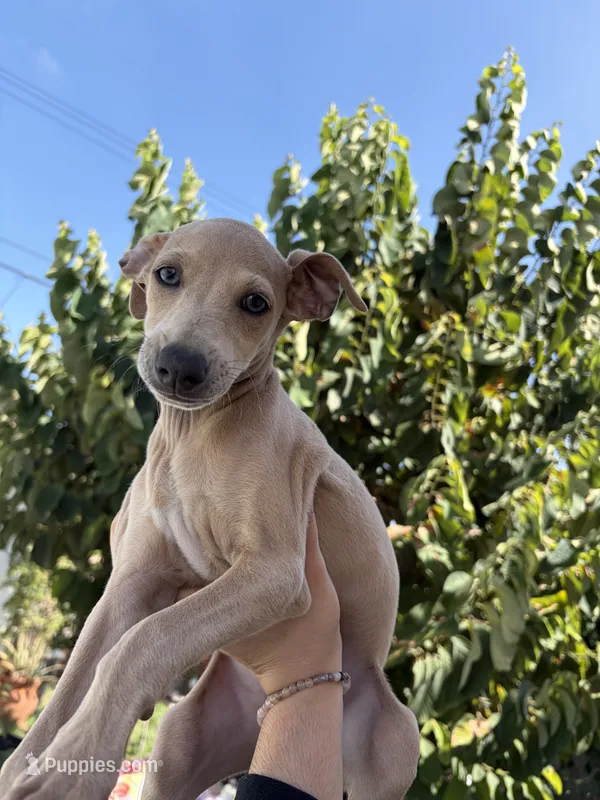 Blue – Italian Greyhound puppy for sale in Los Angeles, CA
