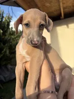 Ace, a male Italian Greyhound for sale in Los Angeles, CA – 3 of 3