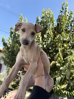 Blue, a male Italian Greyhound for sale in Los Angeles, CA – 4 of 4
