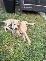 Blue, a male Italian Greyhound for sale in Los Angeles, CA – 3 of 4