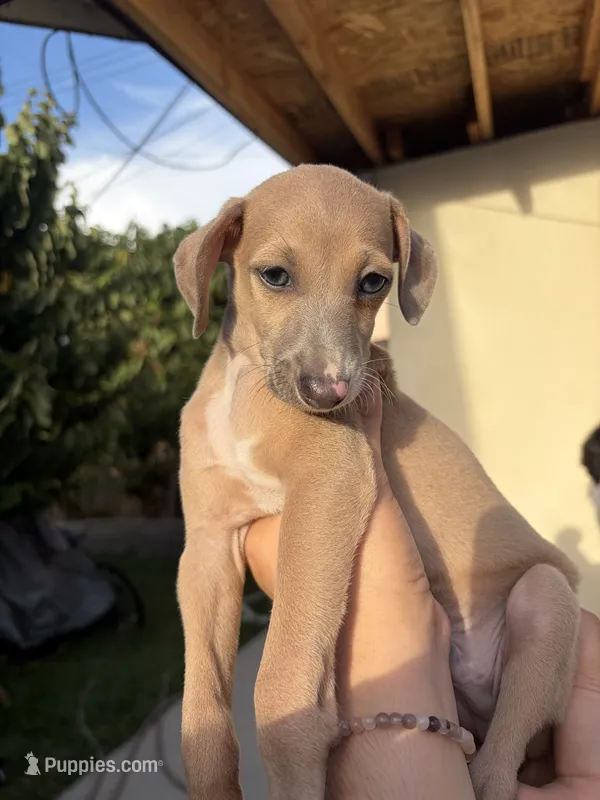 Ace – Italian Greyhound puppy for sale in Los Angeles, CA
