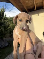 Ace, a male Italian Greyhound for sale in Los Angeles, CA – 1 of 3