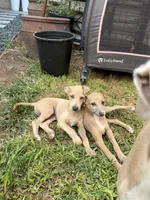 Ace, a male Italian Greyhound for sale in Los Angeles, CA – 2 of 3
