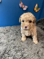 Ross, a male Yorkipoo and Poodle - Toy  for sale in Princeton, NC – 4 of 6
