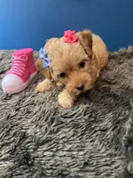 Lexi, a female Yorkipoo and Poodle - Toy  for sale in Princeton, NC – 6 of 6