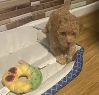 Ross, a male Yorkipoo and Poodle - Toy  for sale in Princeton, NC – 4 of 9