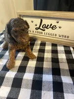 Reesie, a female Yorkipoo for sale in Princeton, NC – 2 of 3