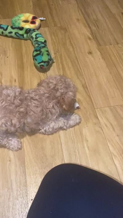 Ross, a male Yorkipoo and Poodle - Toy  for sale in Princeton, NC – 9 of 9