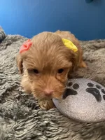 Little Ruthie, a female Yorkipoo and Poodle - Toy  for sale in Princeton, NC – 3 of 7