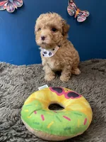 Ross, a male Yorkipoo and Poodle - Toy  for sale in Princeton, NC – 2 of 6