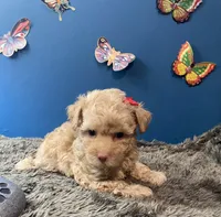 Sadie, a female Yorkipoo and Poodle - Toy  for sale in Princeton, NC – 5 of 5