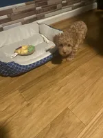 Ross, a male Yorkipoo and Poodle - Toy  for sale in Princeton, NC – 8 of 9