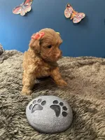 Little Ruthie, a female Yorkipoo and Poodle - Toy  for sale in Princeton, NC – 5 of 7