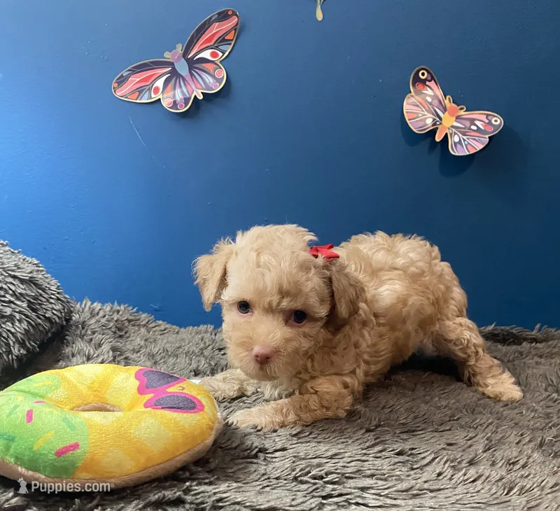 Sadie – Yorkipoo, Poodle - Toy  puppy for sale in Princeton, NC