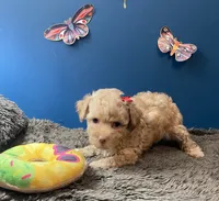 Sadie, a female Yorkipoo and Poodle - Toy  for sale in Princeton, NC – 1 of 5