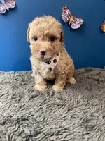 Ross, a male Yorkipoo and Poodle - Toy  for sale in Princeton, NC – 5 of 6