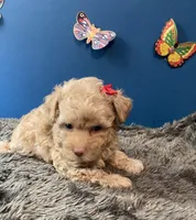 Sadie, a female Yorkipoo and Poodle - Toy  for sale in Princeton, NC – 4 of 5