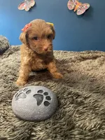Little Ruthie, a female Yorkipoo and Poodle - Toy  for sale in Princeton, NC – 2 of 7