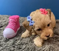Lexi, a female Yorkipoo and Poodle - Toy  for sale in Princeton, NC – 2 of 6