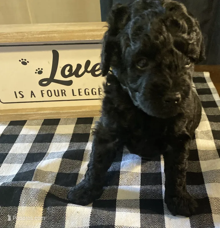 Cleo – Yorkipoo puppy for sale in Princeton, NC